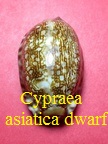 Cypraea arabica asiatica, Schilder & Schilder 1939